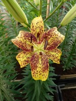 [4066 Graffity Mak No02.JPG]